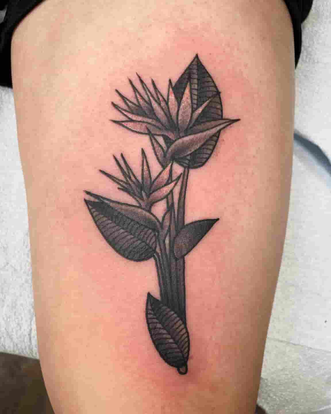 Black and gray bird of paradise